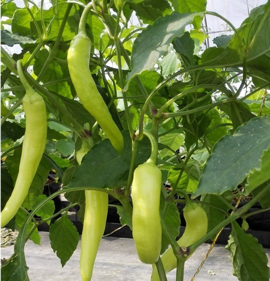 1467369440405789.png blob.png