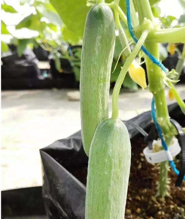 1467369504133669.png blob.png