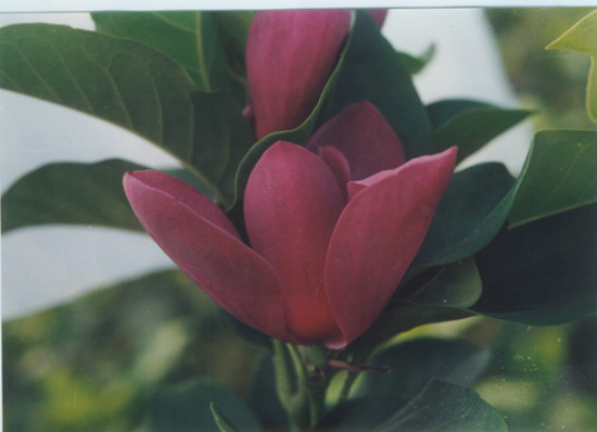 undefined hybylzpe.jpg