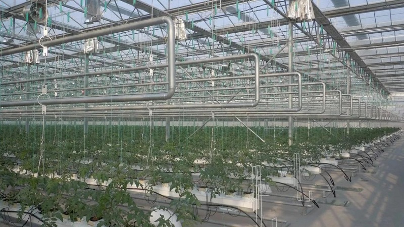 南和現(xiàn)代設(shè)施農(nóng)業(yè)產(chǎn)業(yè)集群(圖4) 5.jpg