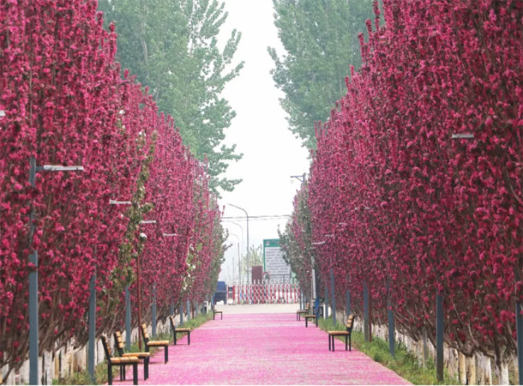 北京國(guó)際都市農(nóng)業(yè)科技園(圖3) QQ截圖20180517172454.png