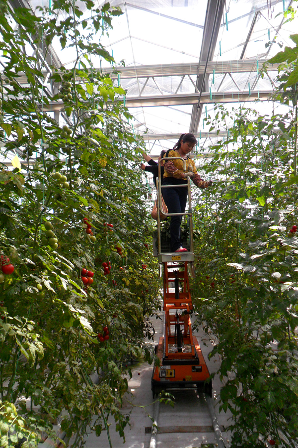 山東惠民現(xiàn)代農(nóng)業(yè)科技示范區(qū)(蔬菜工廠化高效栽培)(圖2) 微信圖片_20180517110526.png