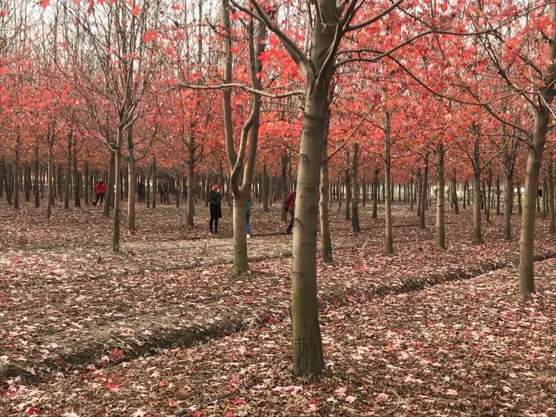 undefined 微信圖片_20181206150353.jpg