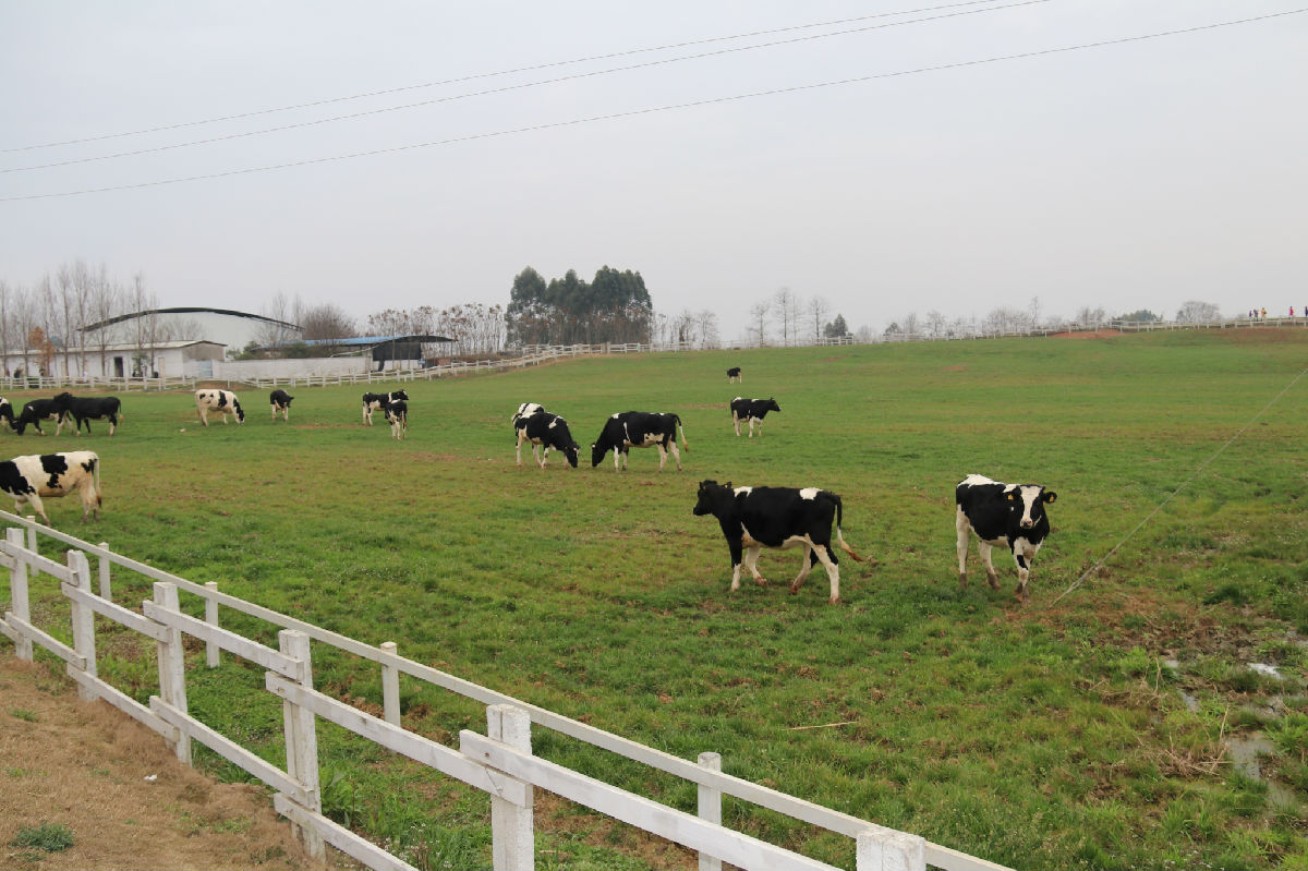 《旌陽區(qū)鄉(xiāng)村振興戰(zhàn)略發(fā)展總體規(guī)劃(2018-2022年)》項目 初期調(diào)研工作順利完成(圖3) 原野牧場_看圖王.jpg