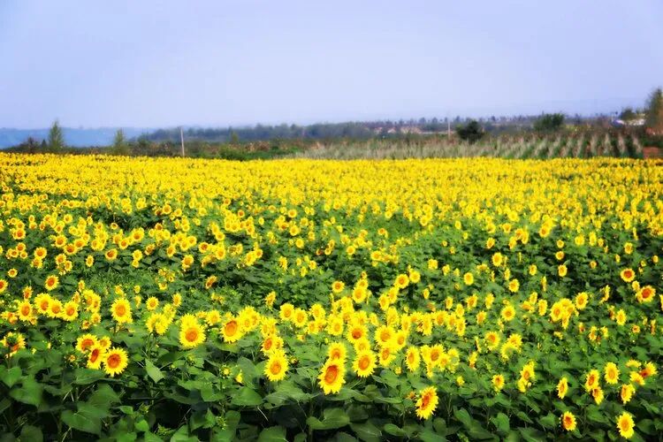 以河南甘山果香田園綜合體項(xiàng)目為例探索三產(chǎn)融合發(fā)展模式(圖3) 微信圖片_20200522095754.jpg