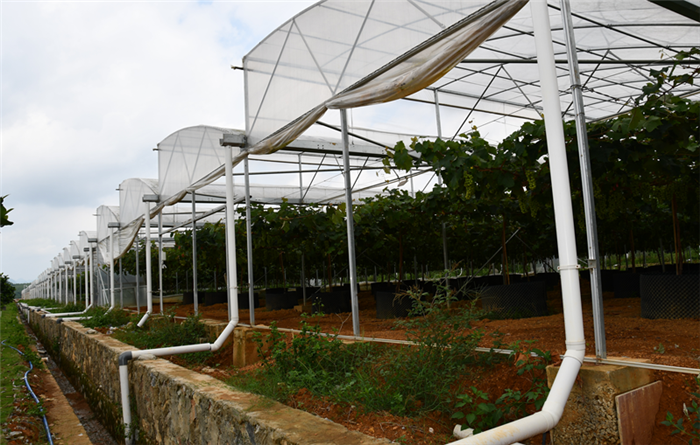 2020年第23周 || 中農(nóng)富通要聞一覽(圖16)