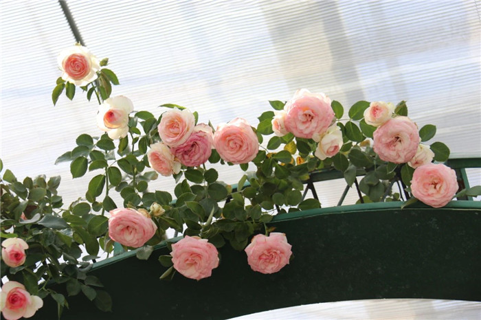 2020年第23周 || 中農(nóng)富通要聞一覽(圖60)