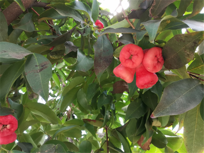 9月3日，中農(nóng)富通調(diào)研組兵分兩路對南京高淳區(qū)武家嘴現(xiàn)代農(nóng)業(yè)產(chǎn)業(yè)示范園區(qū)和棲霞區(qū)龍?zhí)冬F(xiàn)代農(nóng)業(yè)產(chǎn)業(yè)示范園區(qū)的調(diào)研工作。(圖3)