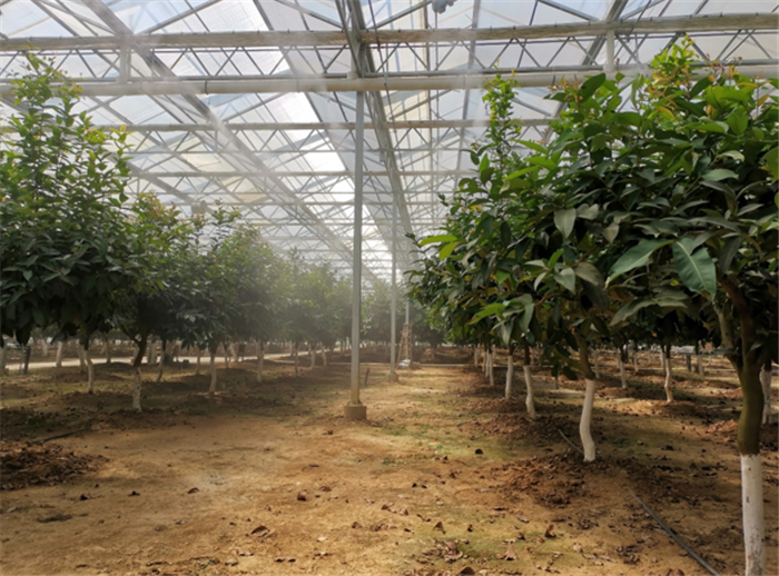 9月3日，中農(nóng)富通調(diào)研組兵分兩路對南京高淳區(qū)武家嘴現(xiàn)代農(nóng)業(yè)產(chǎn)業(yè)示范園區(qū)和棲霞區(qū)龍?zhí)冬F(xiàn)代農(nóng)業(yè)產(chǎn)業(yè)示范園區(qū)的調(diào)研工作。(圖4)