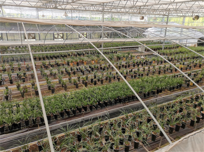 9月3日，中農(nóng)富通調(diào)研組兵分兩路對南京高淳區(qū)武家嘴現(xiàn)代農(nóng)業(yè)產(chǎn)業(yè)示范園區(qū)和棲霞區(qū)龍?zhí)冬F(xiàn)代農(nóng)業(yè)產(chǎn)業(yè)示范園區(qū)的調(diào)研工作。(圖12)