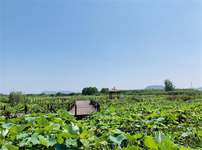 9月3日，中農(nóng)富通調(diào)研組兵分兩路對南京高淳區(qū)武家嘴現(xiàn)代農(nóng)業(yè)產(chǎn)業(yè)示范園區(qū)和棲霞區(qū)龍?zhí)冬F(xiàn)代農(nóng)業(yè)產(chǎn)業(yè)示范園區(qū)的調(diào)研工作。(圖25)