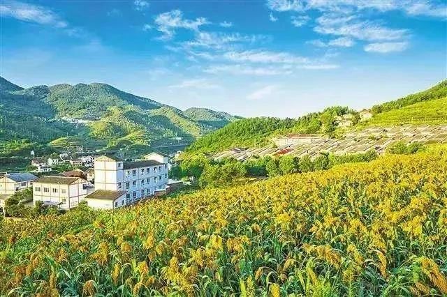 最高獎(jiǎng)補(bǔ)8000萬(wàn)！建設(shè)一批鄉(xiāng)村振興集成創(chuàng)新示范縣(圖2)