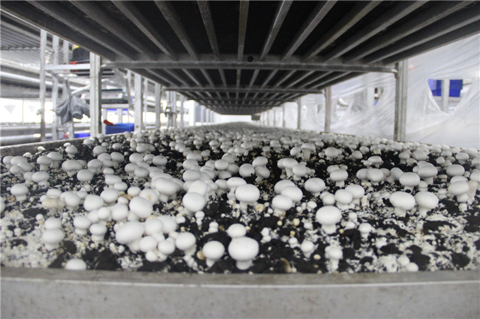 《灣沚區(qū)花橋鎮(zhèn)十四五現(xiàn)代農(nóng)業(yè)發(fā)展規(guī)劃》初期調(diào)研工作順利完成！(圖10)